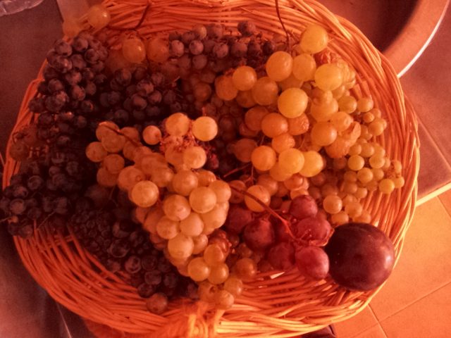 Recogida de uvas en un cesto para la fiesta de la vendimia en la escuela Waldorf Grimm